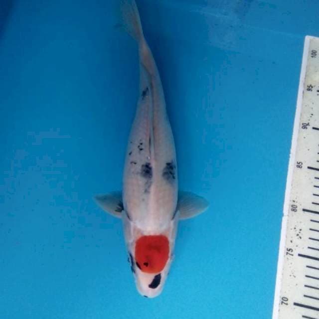 Tancho showa 34 cm