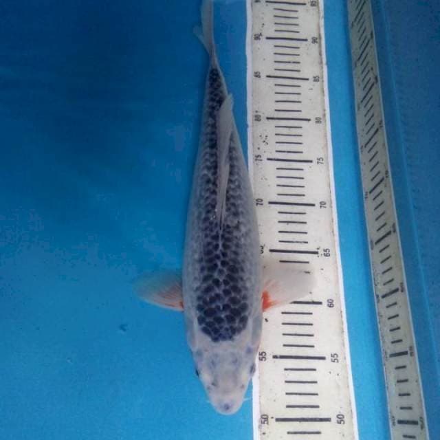 Asagi 40 cm