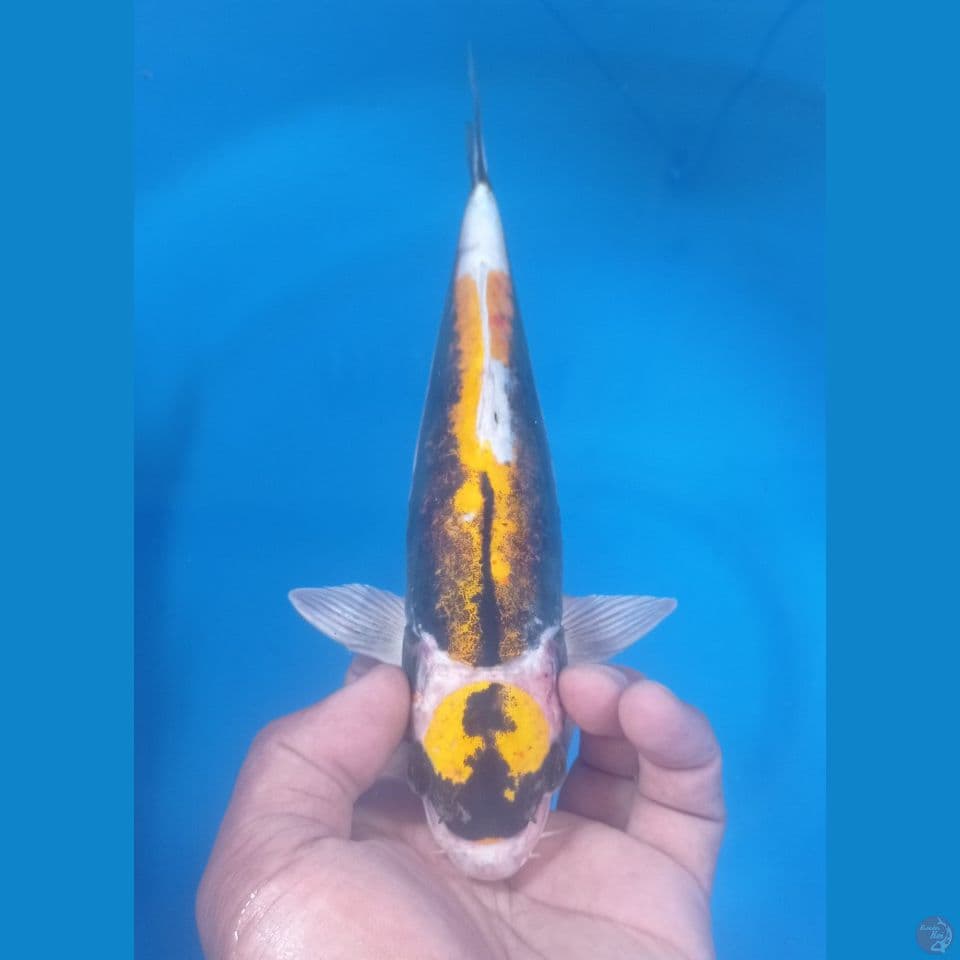 KABUTO 28CM