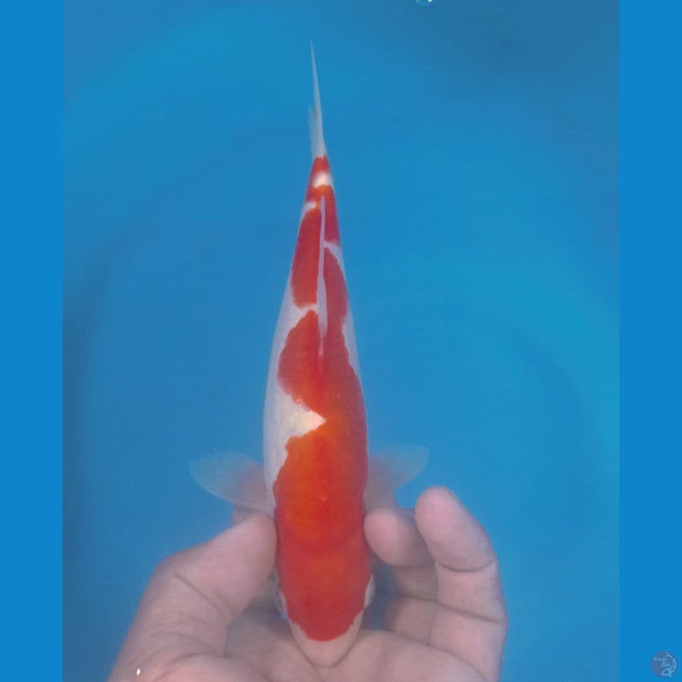 KOHAKU 25CM