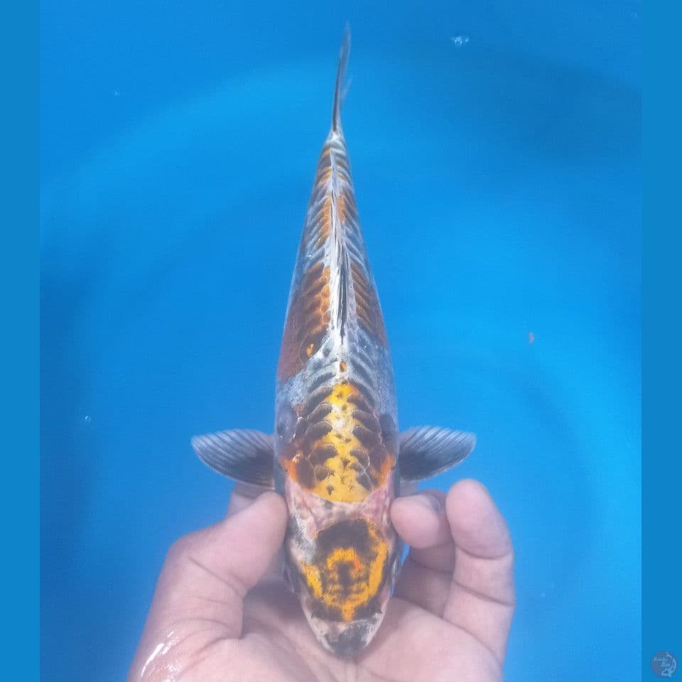ARAGOKE 30CM