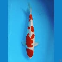 kohaku akf 43cm jantan