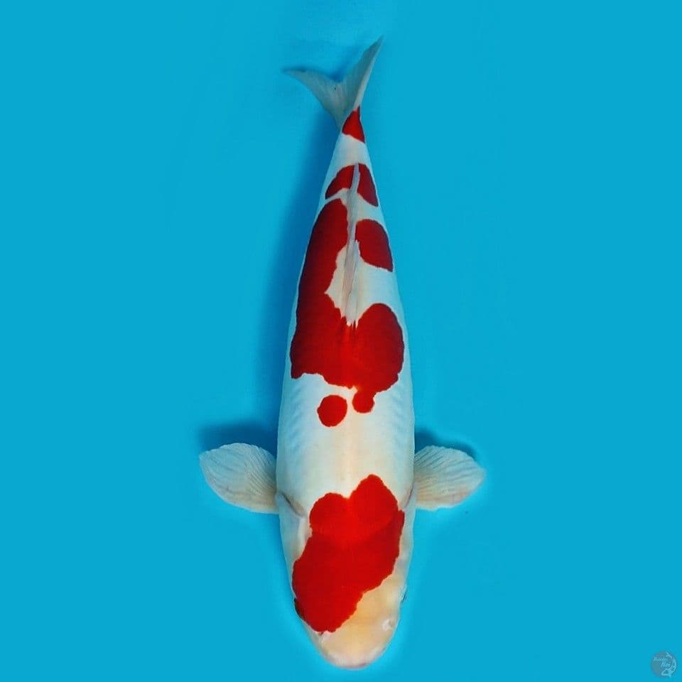 kohaku doitsu 50 cm jantan original