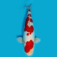 kohaku doitsu 50 cm jantan original