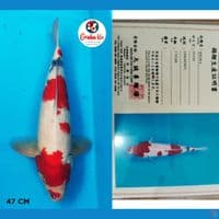 Kindai Showa import Marusei Koi Farm japan 47cm