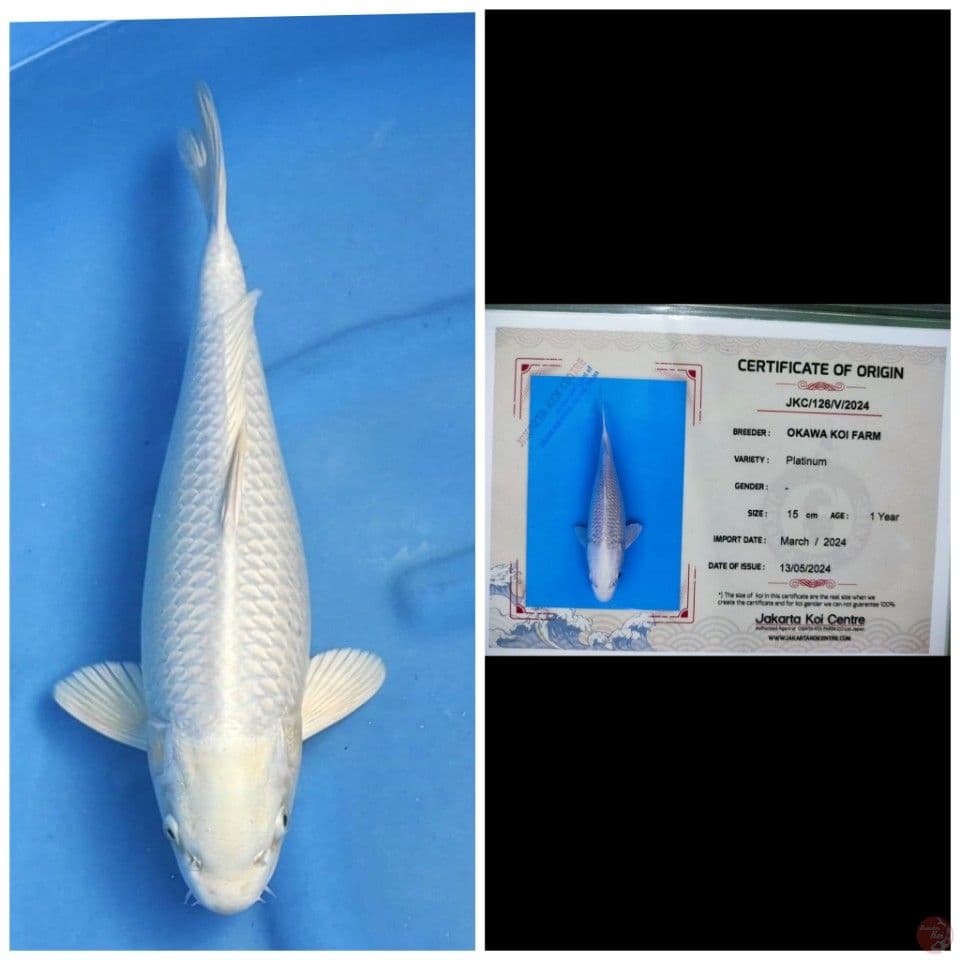 Okawa Platinum 