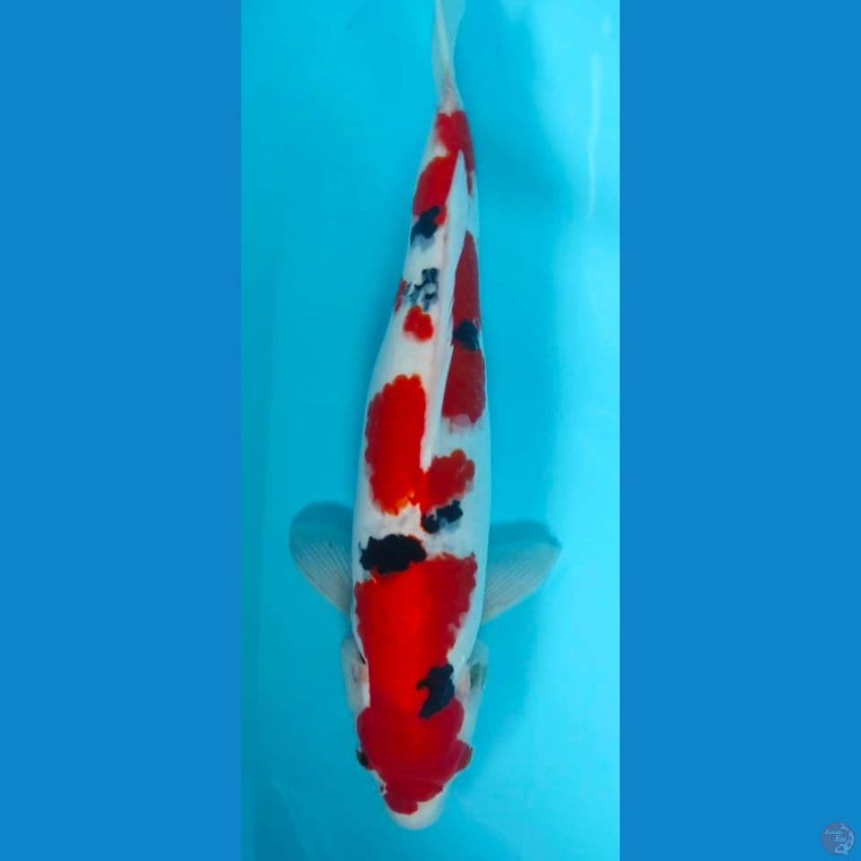 sanky HQ 40cm