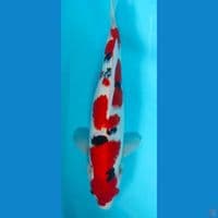 sanky HQ 40cm
