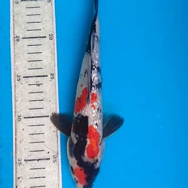 Showa Ginrin 25cm