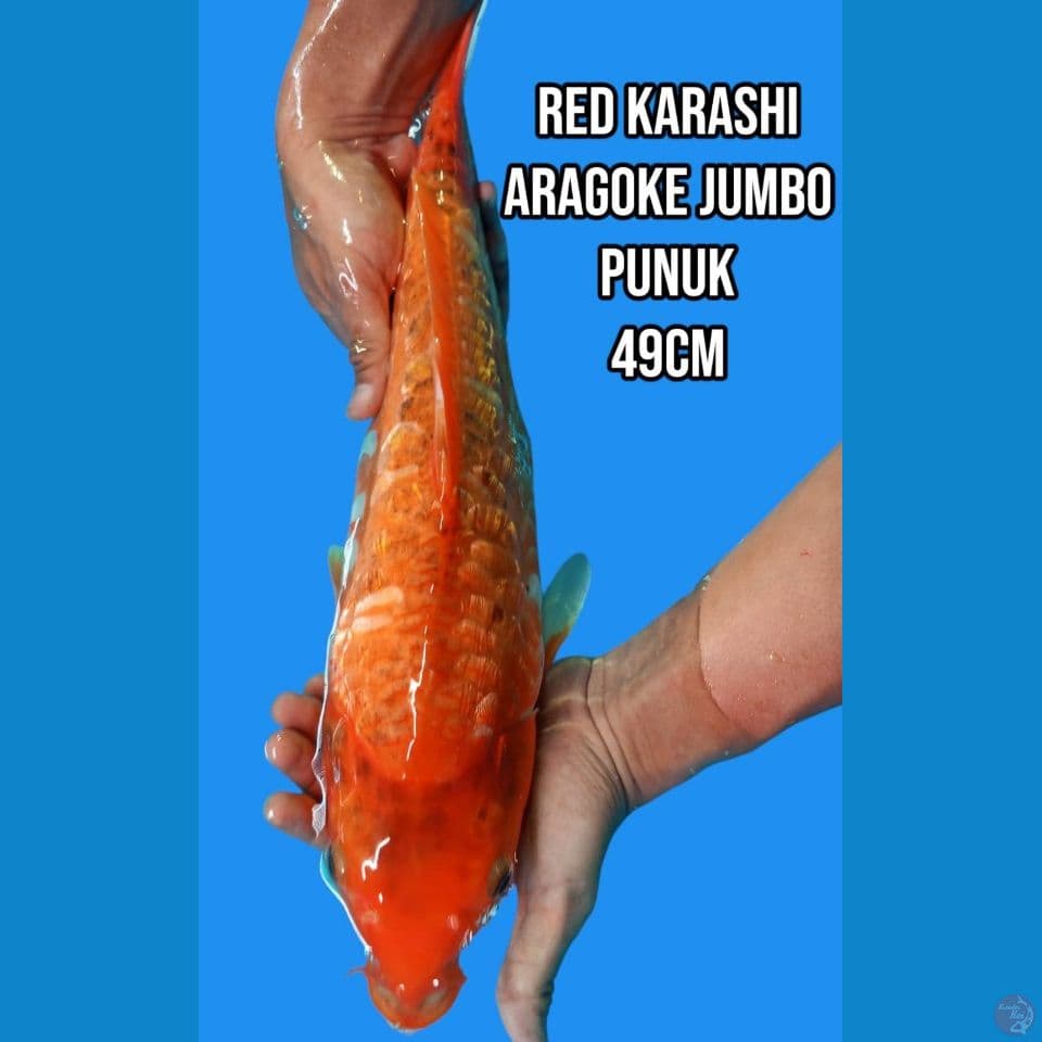 Red Karashi Aragoke Jumbo Punuk