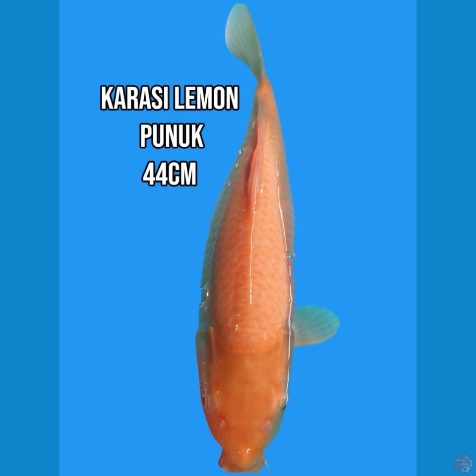 Karashi Lemon Punuk