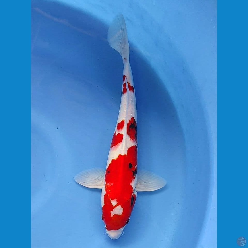tategoi 36cm | jantan