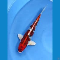 33cm | Male