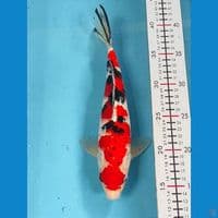 28cm | Male