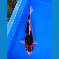 BENI GINGGA 35CM