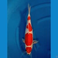 MARUTEN SHOWA DOITSU TATEGOI 40CM