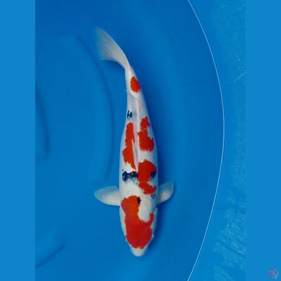 SANKE SUBOSUMI F 48CM