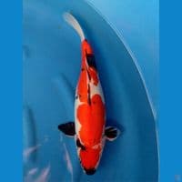 DOITSU SHOWA F 47CM