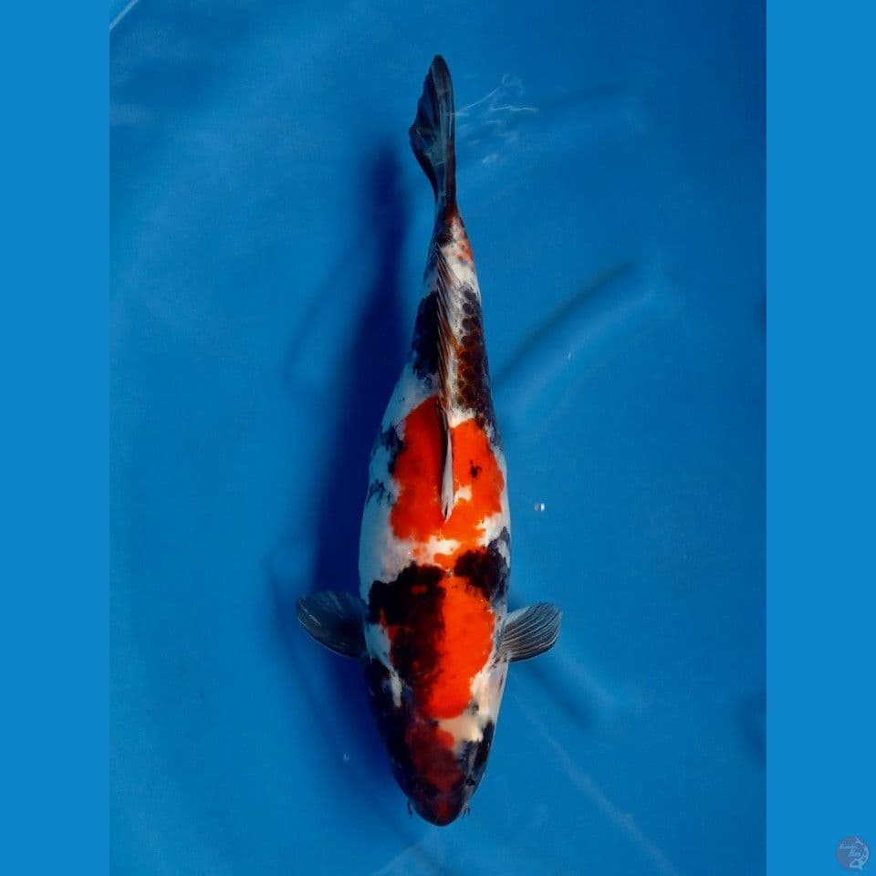 KIN SHOWA F 47CM