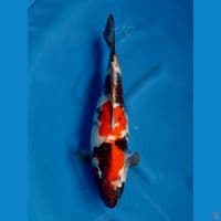 KIN SHOWA F 47CM