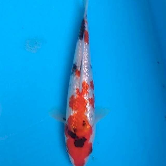 Showa 22cm