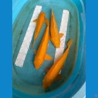 paket 4 karashi  43,41,40,38