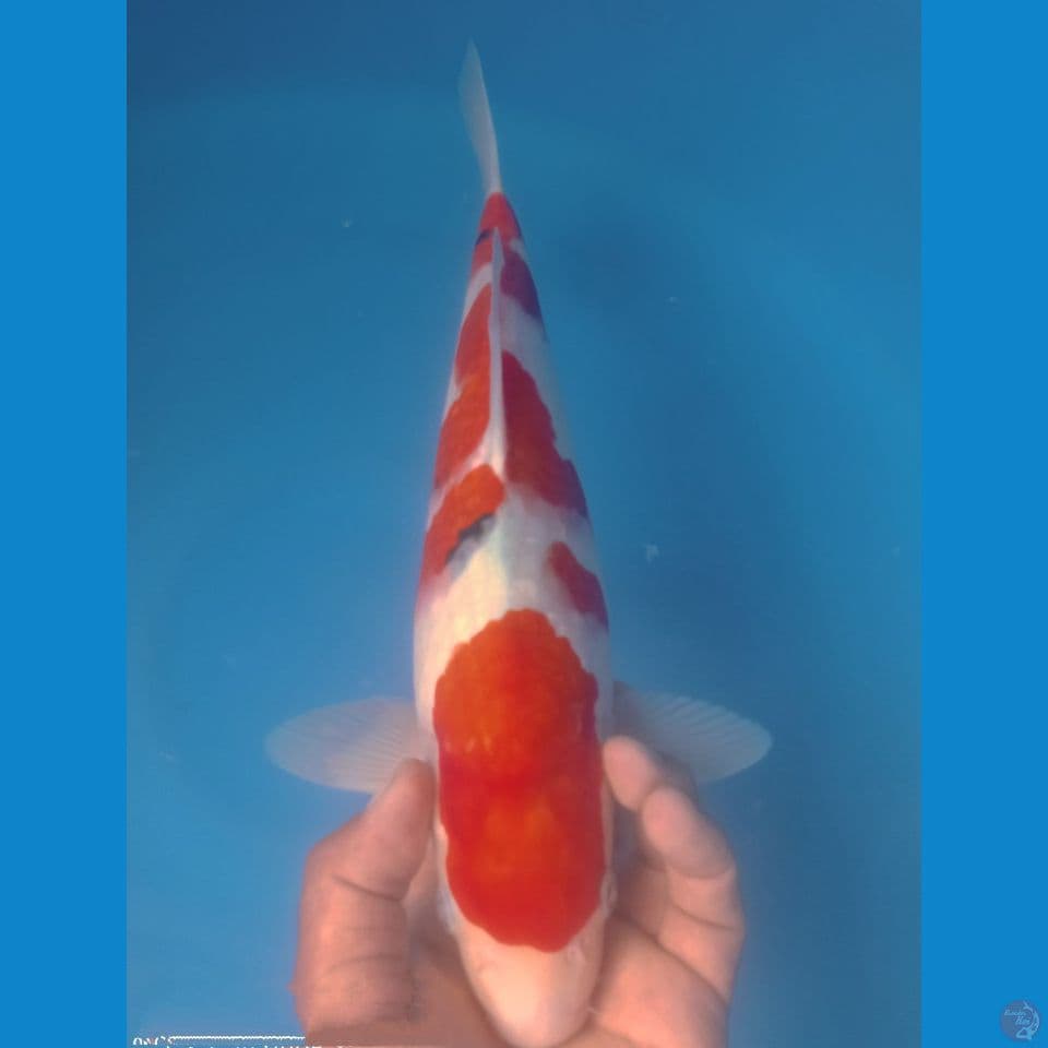 SANKE 40CM