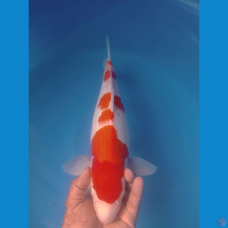 KOHAKU 47CM