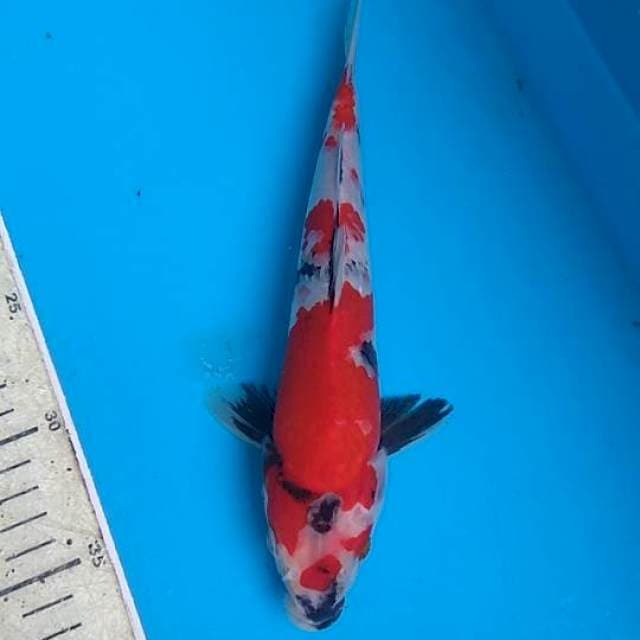 Showa 25cm