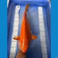 karashi 45 njagung