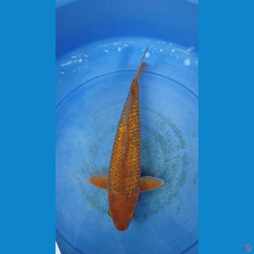 caramel gindrin 35 cm