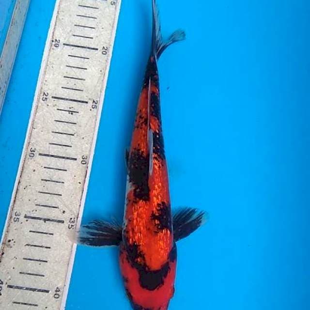 Showa Ginrin 26cm