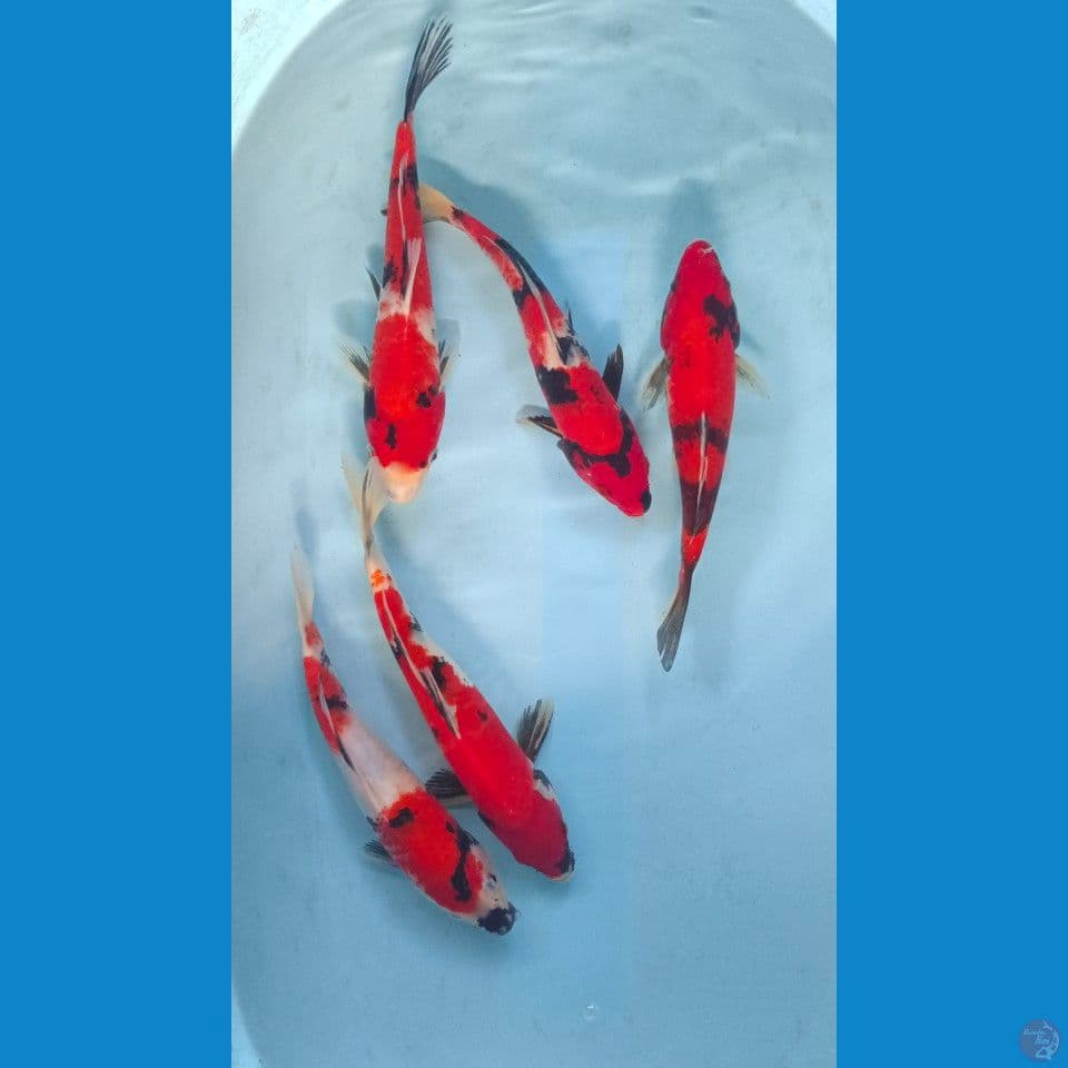 paket 28-31cm
