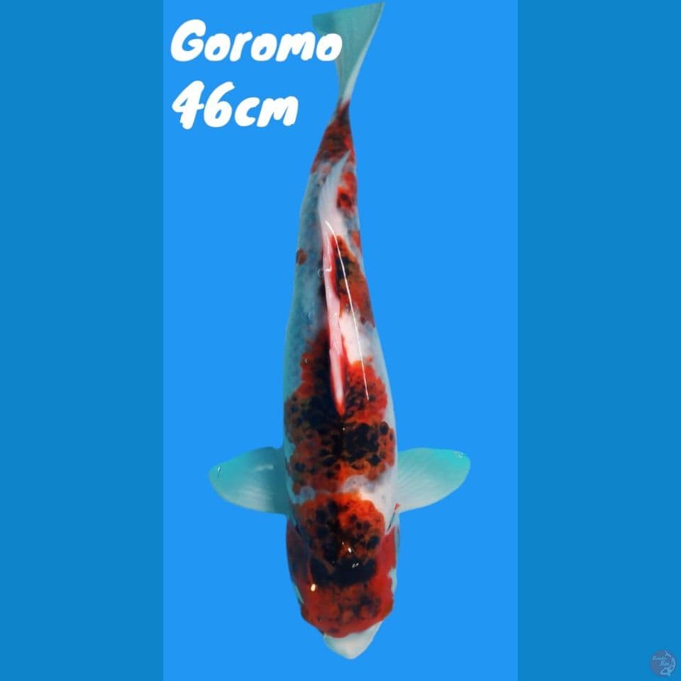 Goromo