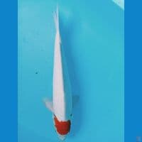tancho kohaku 37cm jantan