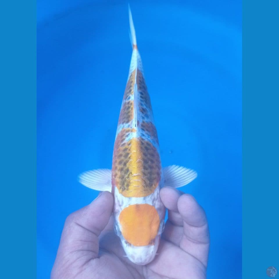 MARUTEN 28CM