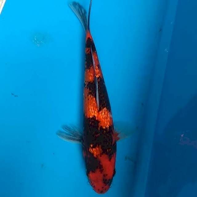 Hi Showa Ginrin 24cm