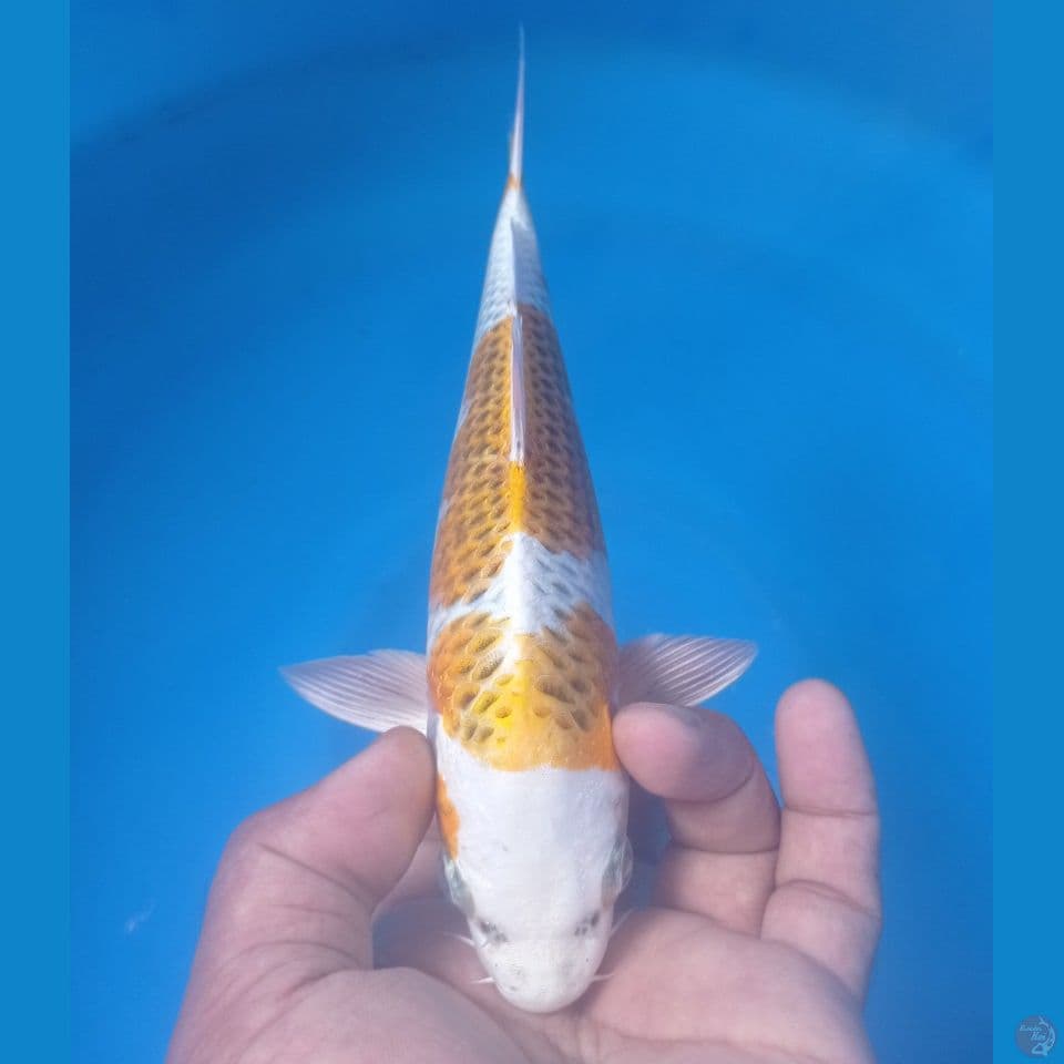 FULLLL 27CM