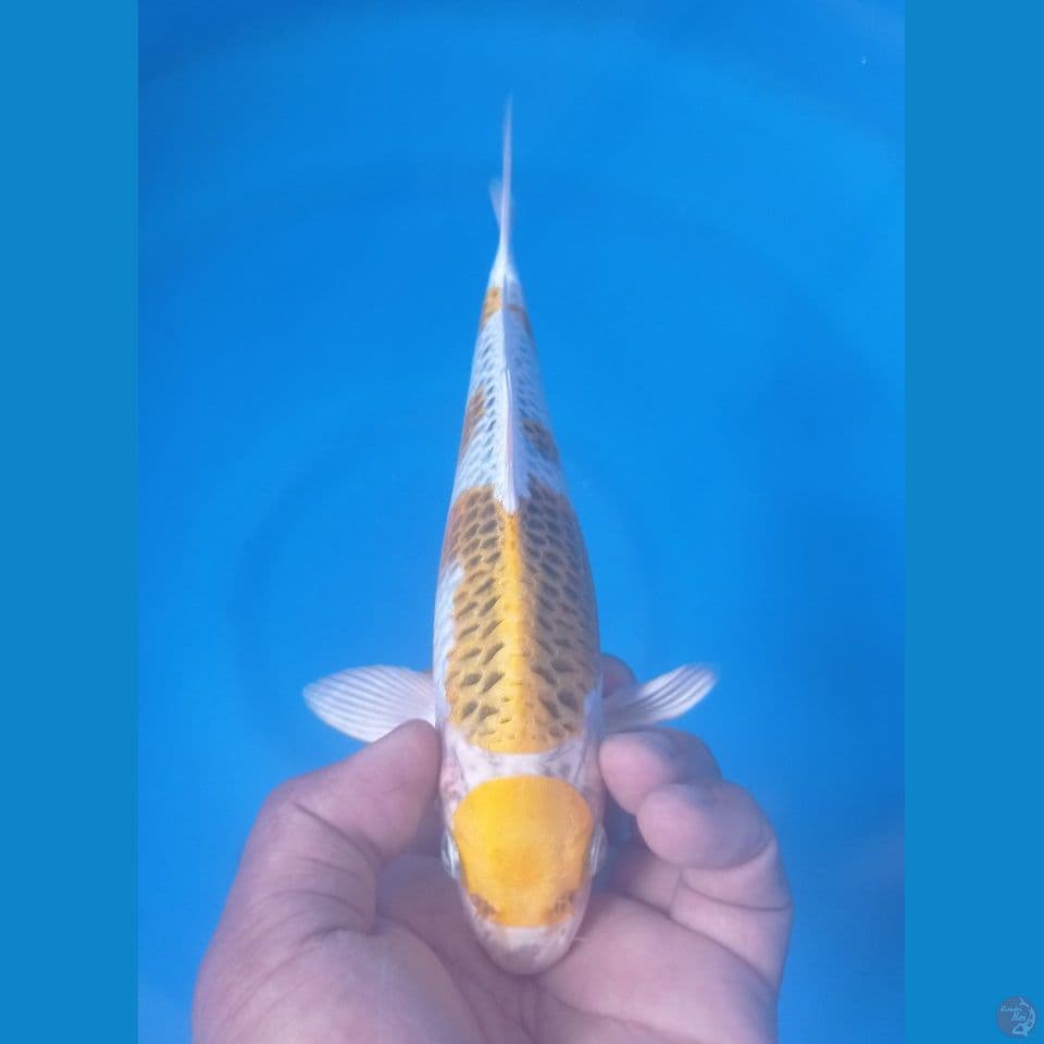 MARUTEN 25CM