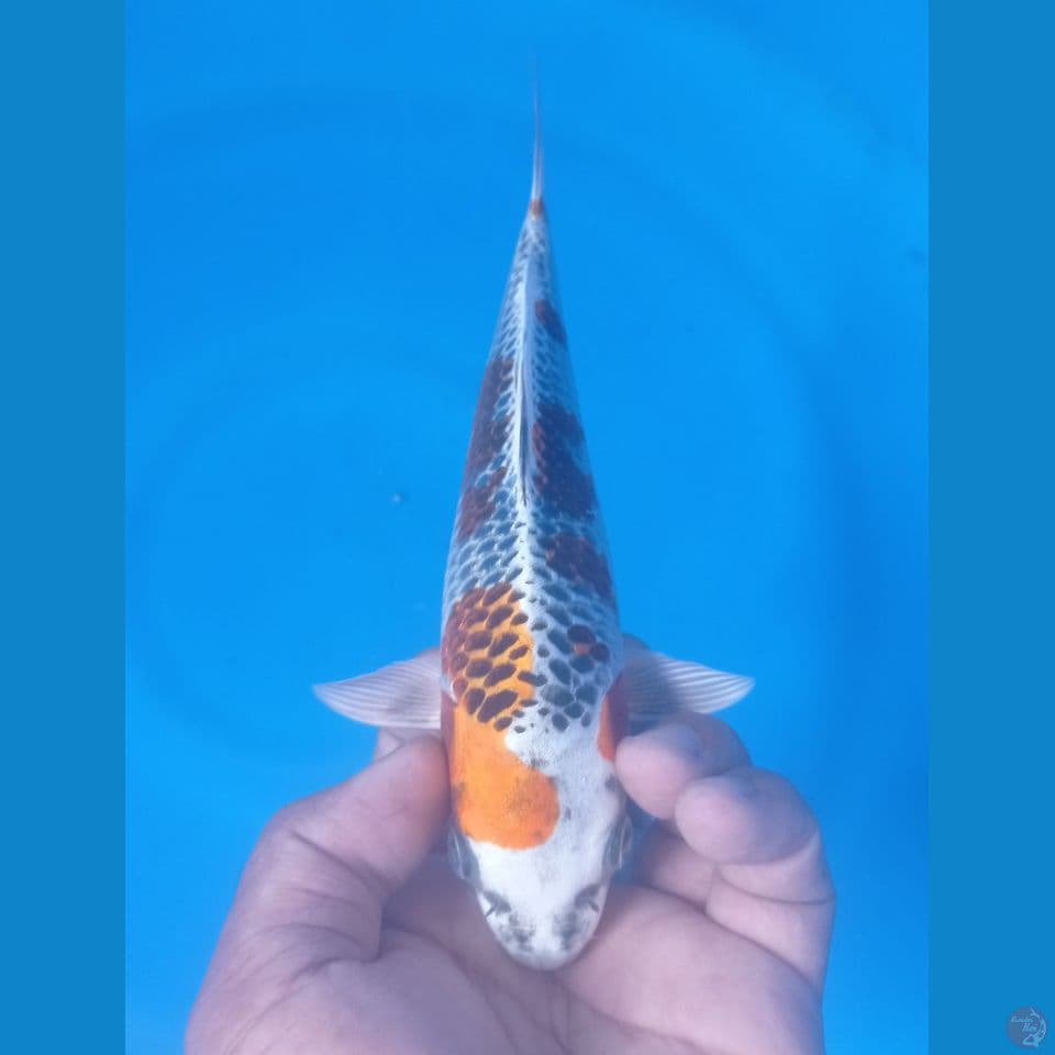 GINGA 23CM