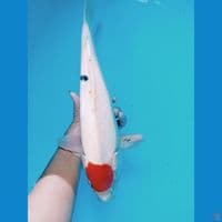 tancho sanky 38 cm jantan