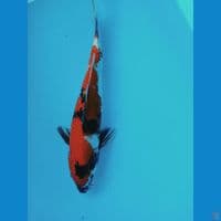 showa 36cm jantan