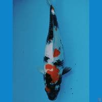 showa 42cm