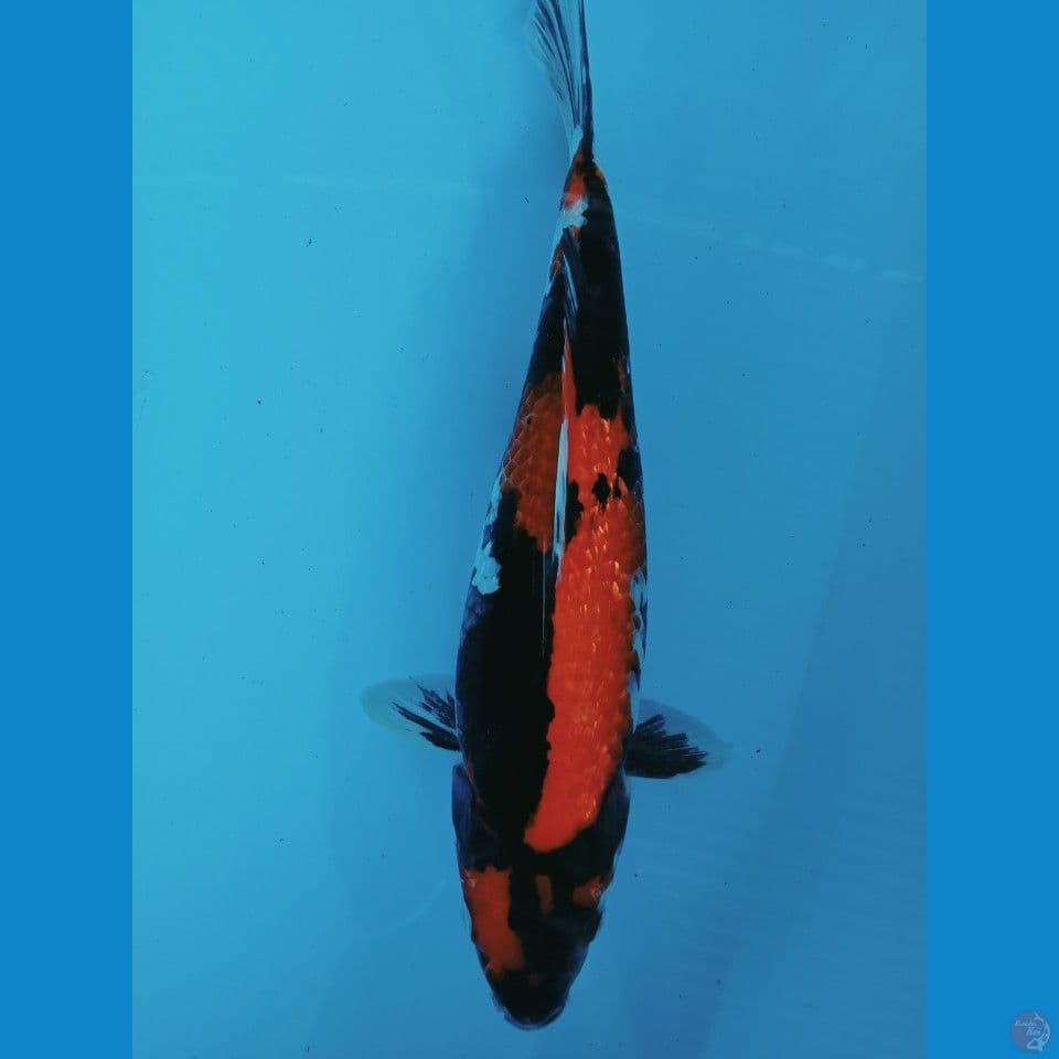 showa 35cm