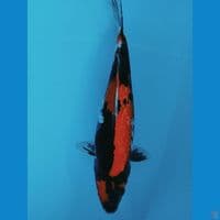 showa 35cm
