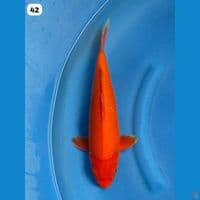 42cm - Red Aka Hajiro Male