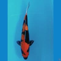 40cm jantan