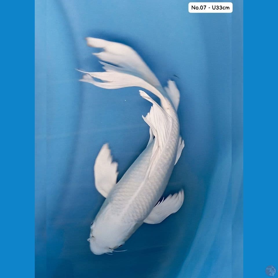 Platinum Kumpay U33cm
