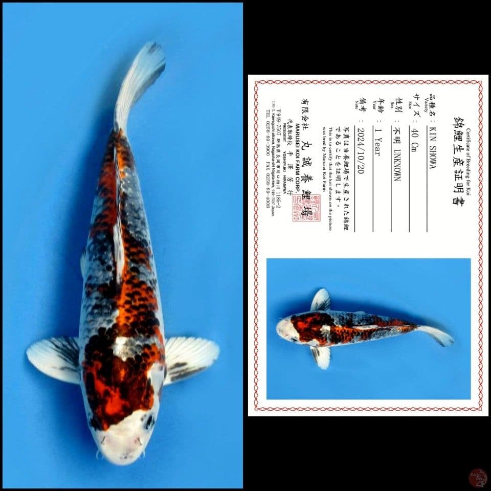 40cm - Kin Showa Import