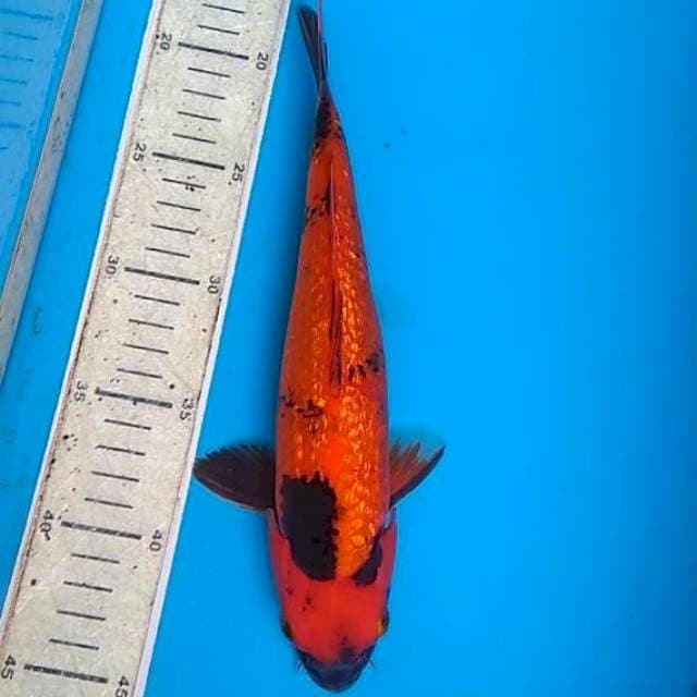 Hiu Ginrin 26 cm